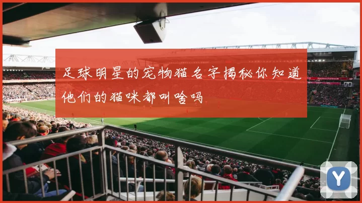 足球明星的宠物猫名字揭秘你知道他们的猫咪都叫啥吗